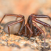 Plectreurid Spiders - Photo (c) Marshal Hedin, some rights reserved (CC BY-NC-SA), uploaded by Marshal Hedin