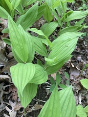 Cypripedium parviflorum