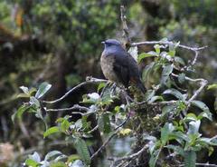 Doliornis sclateri