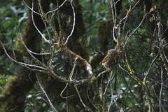 Glaucidium bolivianum