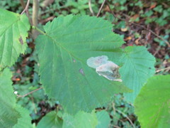 Phyllonorycter coryli