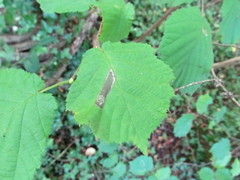 Phyllonorycter nicellii