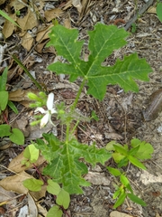 Cnidoscolus stimulosus