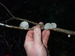 Fayodiaceae