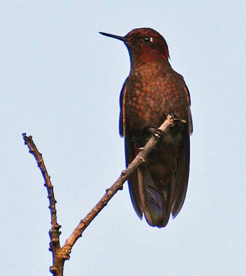 Coppery Metaltail photo
