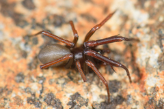 Plectreurys conifera