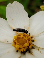 Agrilaxia flavimana