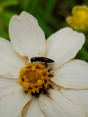 Agrilaxia flavimana