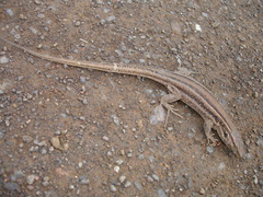 Gallotia galloti galloti