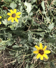 Berlandiera lyrata