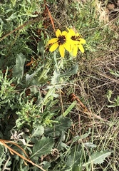 Berlandiera lyrata