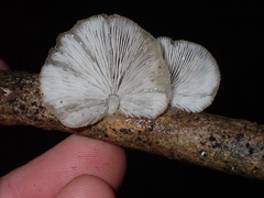Fayodiaceae