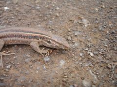 Gallotia galloti galloti