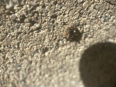 Habronattus captiosus