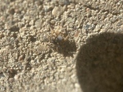 Habronattus captiosus