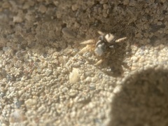 Habronattus captiosus
