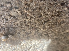 Habronattus captiosus