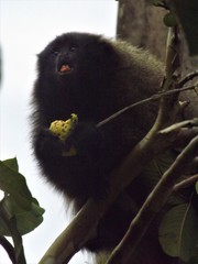Callicebus nigrifrons