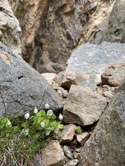Oxalis