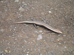 Chalcides viridanus