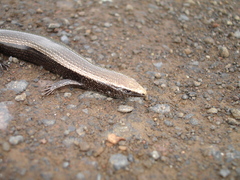 Chalcides viridanus