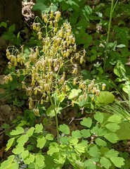 Thalictrum coriaceum