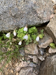 Oxalis