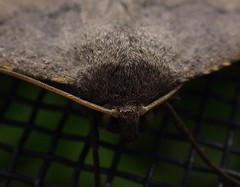 Prochoerodes forficaria