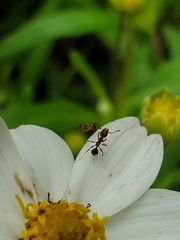 Pheidole fallax