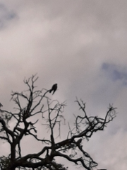 Ictinia mississippiensis