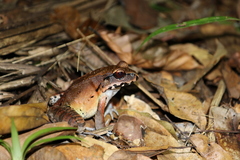 Leptodactylus pentadactylus