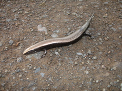 Chalcides viridanus