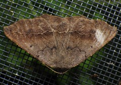 Prochoerodes forficaria