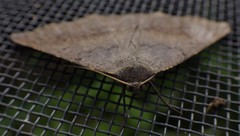 Prochoerodes forficaria