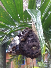 Opsiphanes quiteria badius