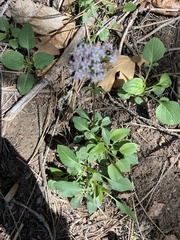 Valeriana arizonica