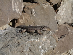 Gallotia galloti galloti