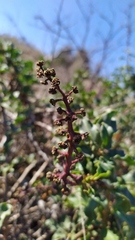 Anisomeria littoralis