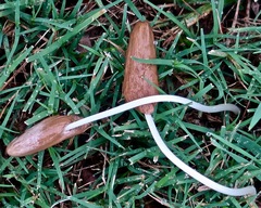 Conocybe deliquescens