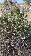 Anisomeria littoralis