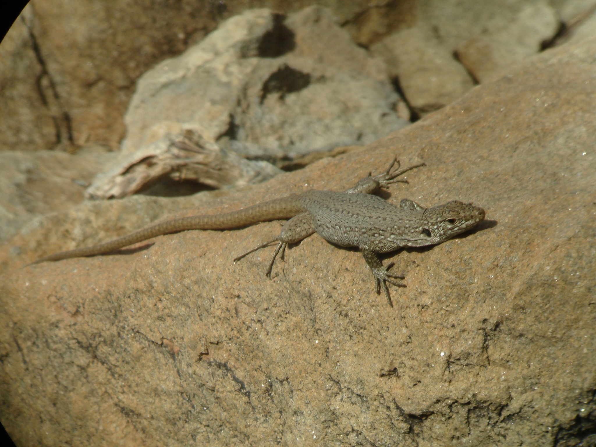 Lagarto Canario Moteado