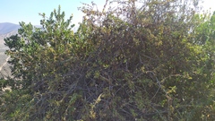 Anisomeria littoralis