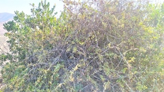 Anisomeria littoralis