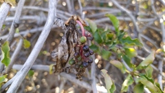 Anisomeria littoralis