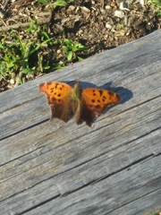 Polygonia interrogationis