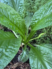 Lysichiton americanus
