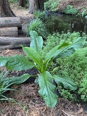 Lysichiton americanus