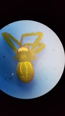 Diaea albolimbata