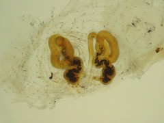 Diaea albolimbata