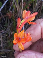 Watsonia minima